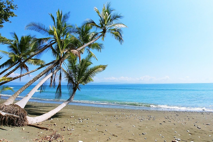 plage cocotier costa Rica